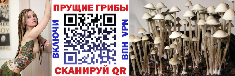 Галлюциногенные грибы MAGIC MUSHROOMS  дарнет шоп  Талдом 